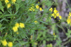 Senecio madagascariensis