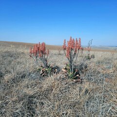 Aloe longibracteata