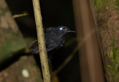 Myrmelastes hyperythrus