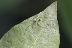 Thwaitesia nigronodosa
