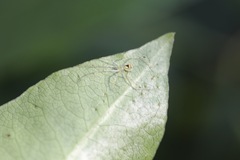 Thwaitesia nigronodosa