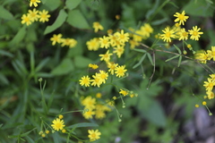 Senecio madagascariensis