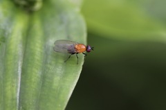 Sapromyza sciomyzina