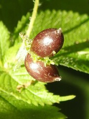 Dasineura involuta