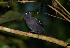 Myrmelastes hyperythrus