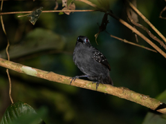 Myrmelastes hyperythrus