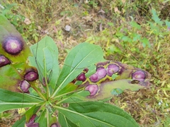 Botryosphaeria dothidea