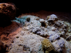 Papilloculiceps longiceps