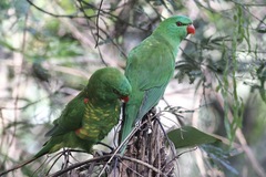 Trichoglossus chlorolepidotus