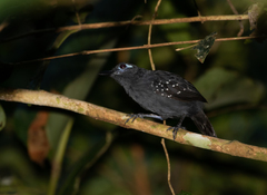 Myrmelastes hyperythrus