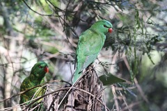 Trichoglossus chlorolepidotus