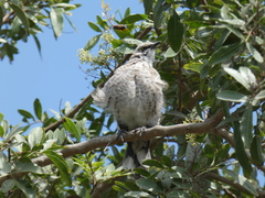 Mimus longicaudatus