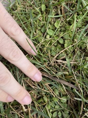 Mazus pumilus