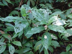 Paraphlomis javanica