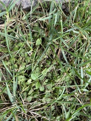 Mazus pumilus