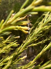 Leucadendron ericifolium