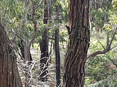 Cormobates leucophaea