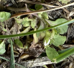 Mazus pumilus