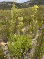 Leucadendron ericifolium