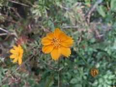 Cosmos sulphureus