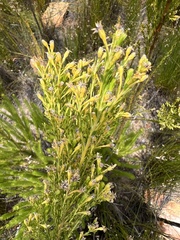 Leucadendron ericifolium