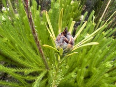 Leucadendron ericifolium