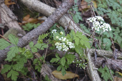 Anthriscus cerefolium