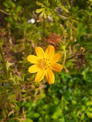 Cosmos sulphureus