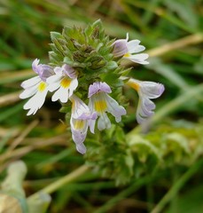 Euphrasia regelii