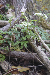 Anthriscus cerefolium