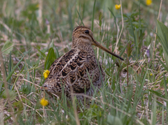 Gallinago stenura