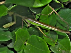 Polyspilota aeruginosa