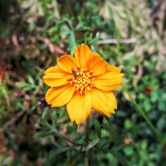 Cosmos sulphureus