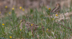 Gallinago stenura