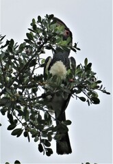 Bycanistes bucinator