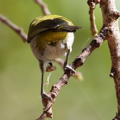 Zosterops virens capensis