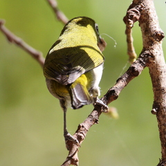 Zosterops virens capensis