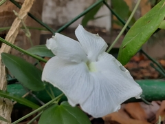 Thunbergia