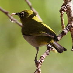 Zosterops virens capensis