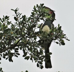 Bycanistes bucinator