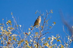 Emberiza cioides