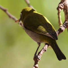 Zosterops virens capensis