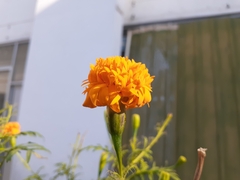 Tagetes