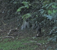 Chlorocebus pygerythrus pygerythrus