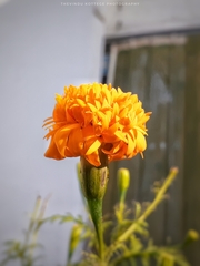 Tagetes