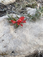 Castilleja integra
