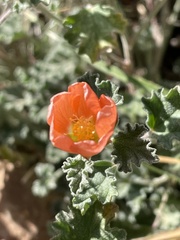 Sphaeralcea parvifolia
