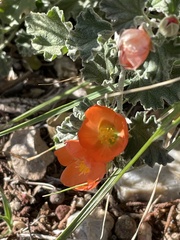 Sphaeralcea parvifolia