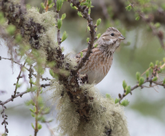 Emberiza leucocephalos