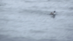 Pelecanoides garnotii